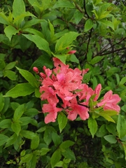 Rhododendron mariesii