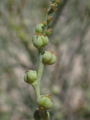 Stillingia linearifolia