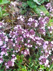 Thymus