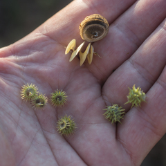 Medicago orbicularis