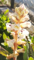 Orobanche