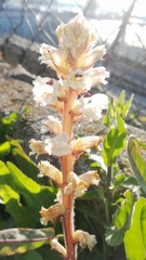 Orobanche