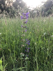 Salvia pratensis