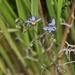 Coast Flax-Lily - Photo (c) James Bailey, some rights reserved (CC BY-NC), uploaded by James Bailey