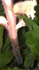 Orobanche