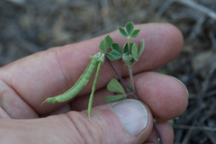 Lotus ornithopodioides