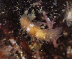 Tritonicula myrakeenae