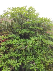 Rhododendron fortunei