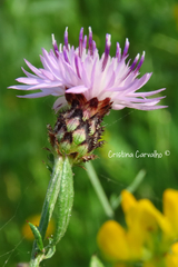 Centaurea limbata lusitana