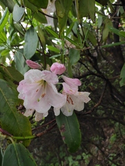 Rhododendron fortunei