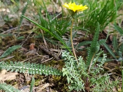 Taraxacum rubicundum