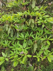 Rhododendron fortunei