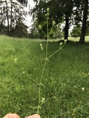 Galium anisophyllon