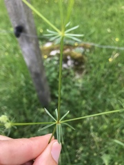Galium anisophyllon