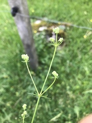 Galium anisophyllon