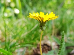 Taraxacum rubicundum