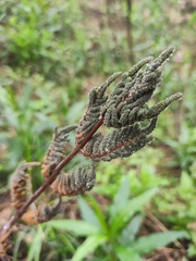 Osmunda japonica
