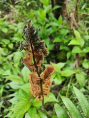 Osmunda japonica