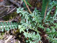 Taraxacum rubicundum