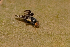 Sphaeniscus atilius