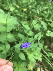 Campanula rhomboidalis