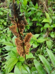 Osmunda japonica