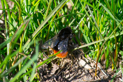 Bombus lapidarius