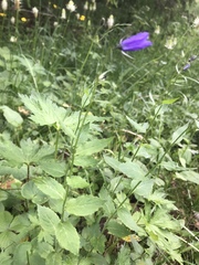 Campanula rhomboidalis