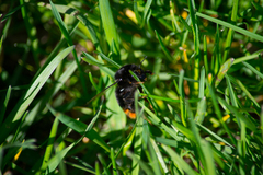 Bombus lapidarius