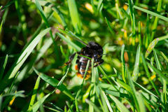Bombus lapidarius