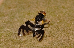 Sphaeniscus atilius