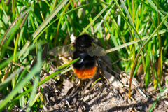 Bombus lapidarius
