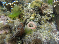 Hermodice carunculata