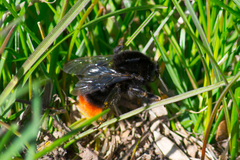 Bombus lapidarius