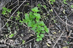 Urtica dioica