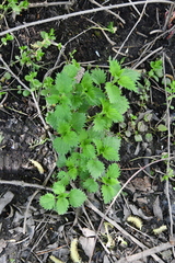 Urtica dioica