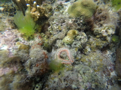 Hermodice carunculata