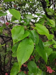 Pyrus pyrifolia