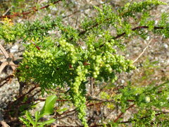 Artemisia campestris maritima