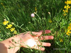 Centaurea limbata lusitana