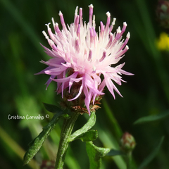 Centaurea limbata lusitana