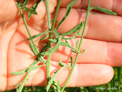 Centaurea limbata lusitana