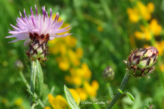 Centaurea limbata lusitana