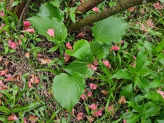Hosta plantaginea