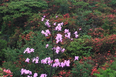 Rhododendron mariesii