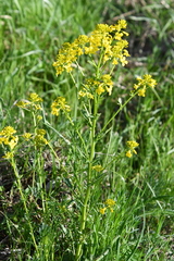 Barbarea vulgaris