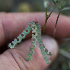 Hippocrepis ciliata