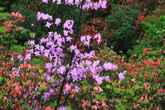 Rhododendron mariesii