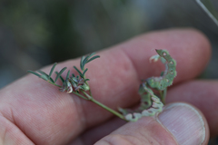 Hippocrepis ciliata