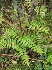 Osmunda japonica